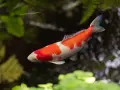 Pomarańczowo-biały karp koi, być może najstarszy karp koi, pływa w stawie wśród zieleni.