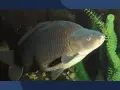 Wielki karp pływa wśród zielonych roślin wodnych. Jego łuski lśnią w ciemnej wodzie.