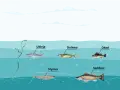 Różne gatunki ryb, jak ukleja, sieława, okoń, stynka i sandacz, pływają w wodach jeziora gackiego.