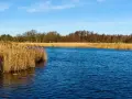 Spokojna zatoka wrzosowska z błękitną wodą i złotymi trzcinami. W tle las.