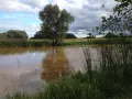 Spokojne jezioro powsinkowskie z odbijającym się w wodzie drzewem i trzcinami na brzegu.