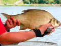 Wędkarz trzyma w dłoniach okazałego krąpia. Ryba ma srebrzyste łuski i żółtawe płetwy.