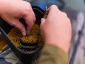 Ręce przygotowują zanętę, nabierając pellet z pojemnika. To kluczowy etap, by dowiedzieć się, jak wysuszyć pellet do wędkowania.