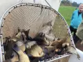 Uśmiechnięty mężczyzna obserwuje obfity połów ryb z łowiska Żelechów. Sieć pełna karasi czeka na dalsze przetworzenie.