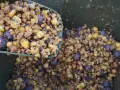 Mieszanka ziaren, kukurydzy i kulek, idealna do tego, czym karpie lubią być karmione.