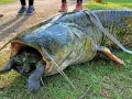 Gigantyczny sum z otwartym pyskiem, w którym widać żółwia. To był prawdziwy atak suma na nieostrożnego gada.