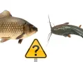 Karp i sum, dwa gatunki ryb, stoją naprzeciw siebie, a między nimi znak zapytania. Czy to leszcz morski?