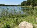 Spokojne jezioro Czarne Niesiołowice otoczone trzcinami i lasem. Kamienie na brzegu.