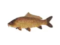 Taaaki karp, złocisty i łuskowaty, z wąsikami przy pyszczku, gotowy do wigilijnego stołu.