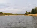 Spokojny staw Borki otoczony zielonym lasem i wysoką trzciną.