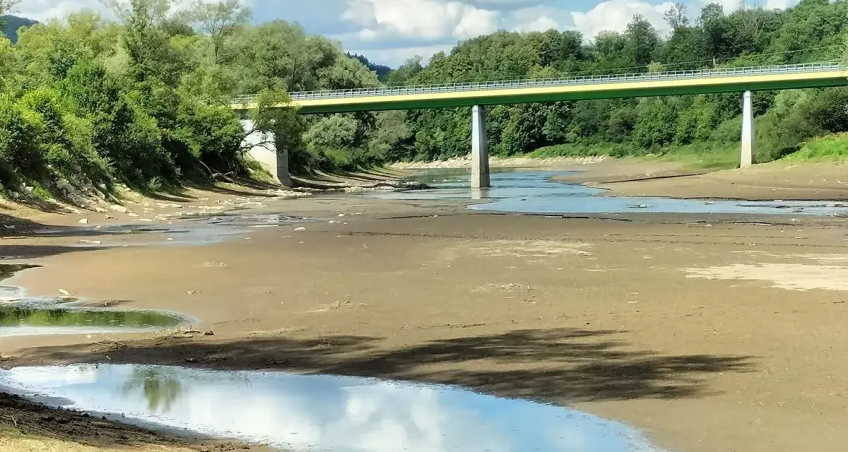 Niski stan wody w rzece, odsłonięte dno i nieliczne kałuże. Gdzie szukać suma w rzece? Pod mostem, w głębszych miejscach.