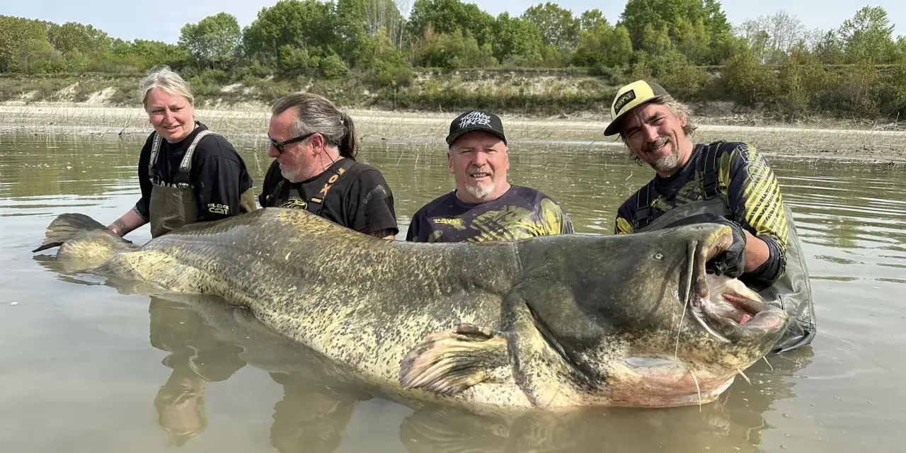 Czterech wędkarzy z gigantycznym sumem, którego waga to sum 300 kg. Ryba jest ogromna, z szeroko otwartą paszczą.