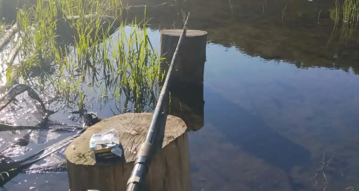 Wędka i podbierak nad jeziorem Kunów. Czekam na branie wśród trzcin i odbijających się w wodzie drzew.