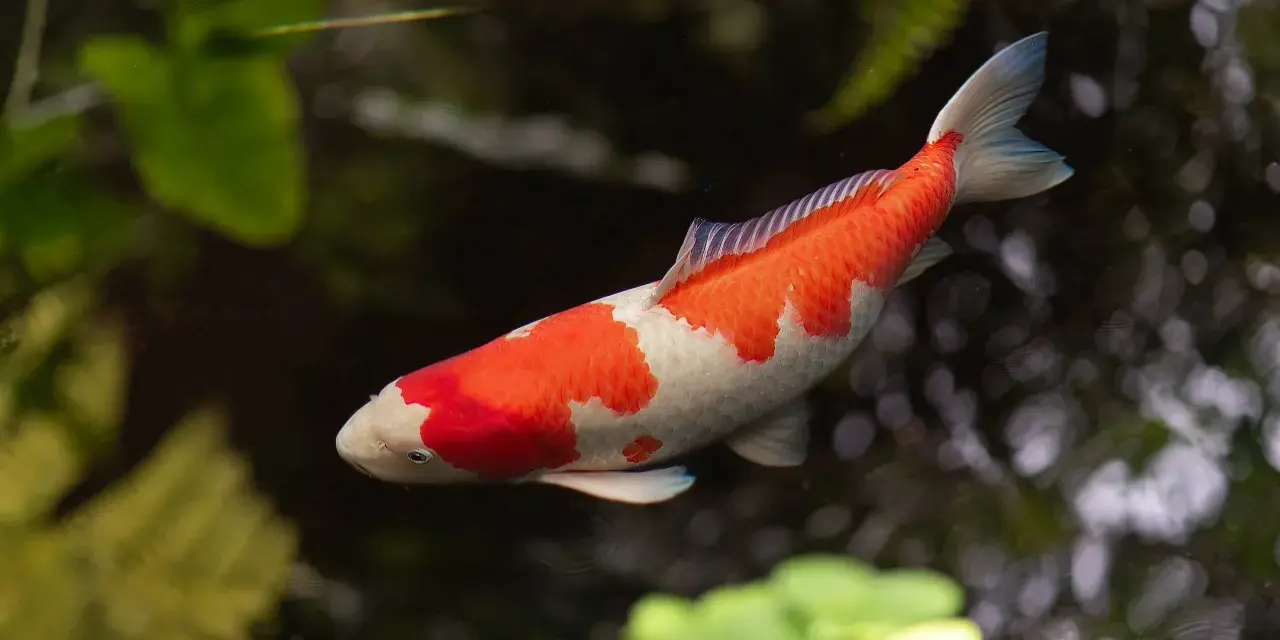Pomarańczowo-biały karp koi, być może najstarszy karp koi, pływa w stawie wśród zieleni.