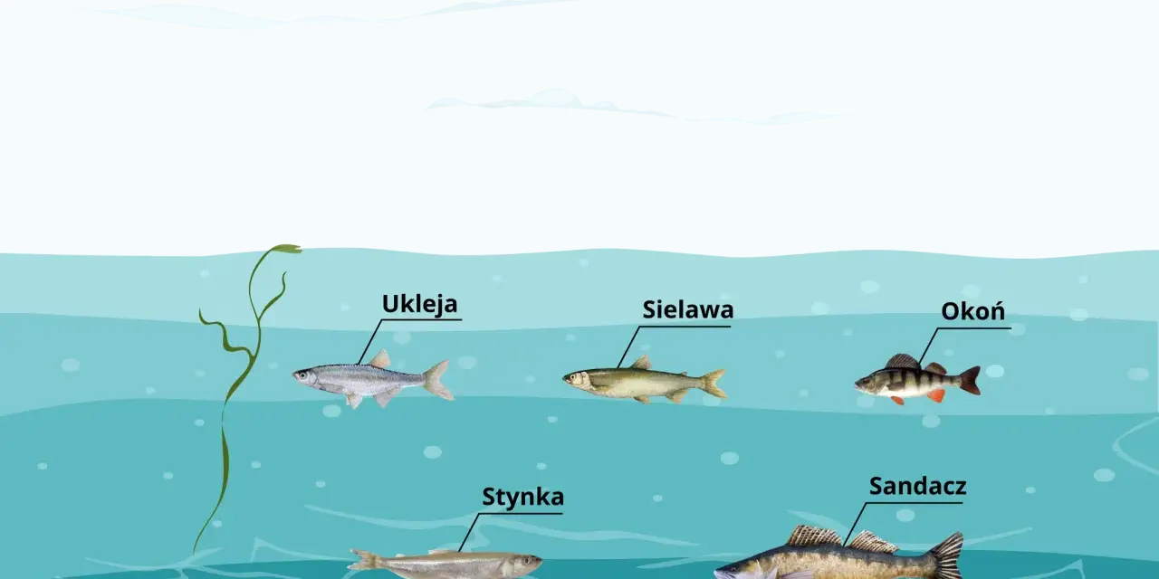 Różne gatunki ryb, jak ukleja, sieława, okoń, stynka i sandacz, pływają w wodach jeziora gackiego.