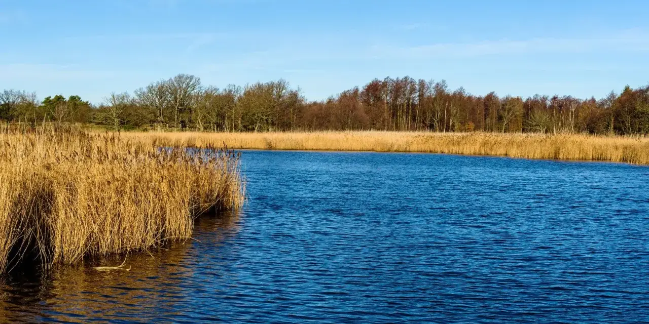 Spokojna zatoka wrzosowska z błękitną wodą i złotymi trzcinami. W tle las.