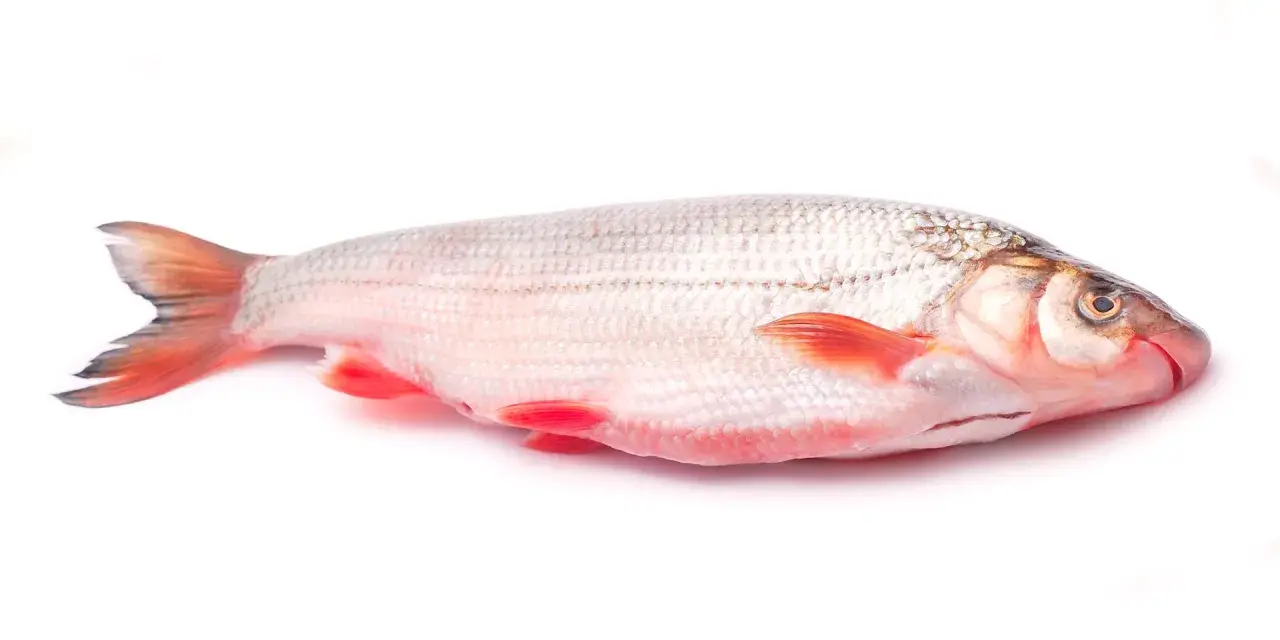 Świeża ryba świnka z czerwonymi płetwami, gotowa do przygotowania pysznego posiłku.
