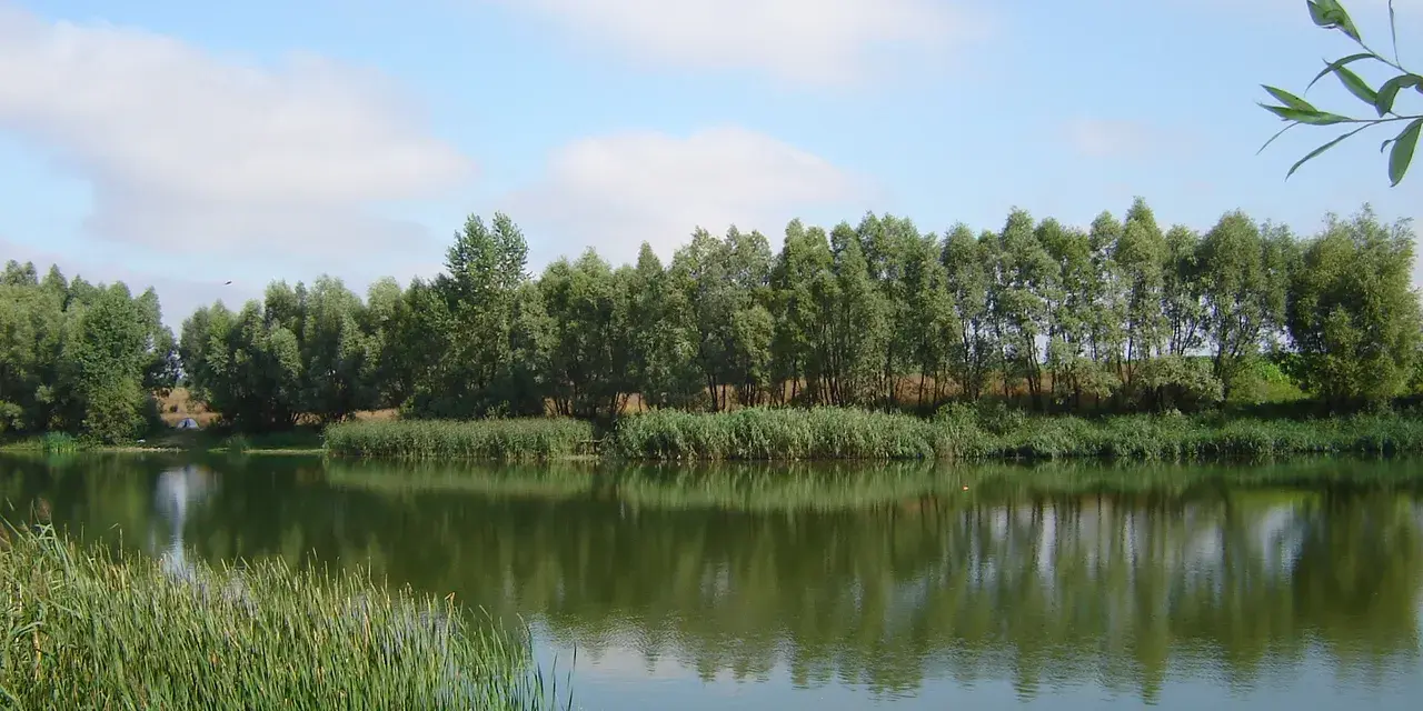 Spokojne łowisko Krzekotowo z zieloną linią drzew i trzcin, odbijających się w tafli wody.