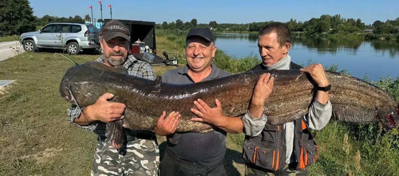 Trzech wędkarzy z dumą prezentuje gigantycznego suma, który mierzy prawie sum 2 metry.