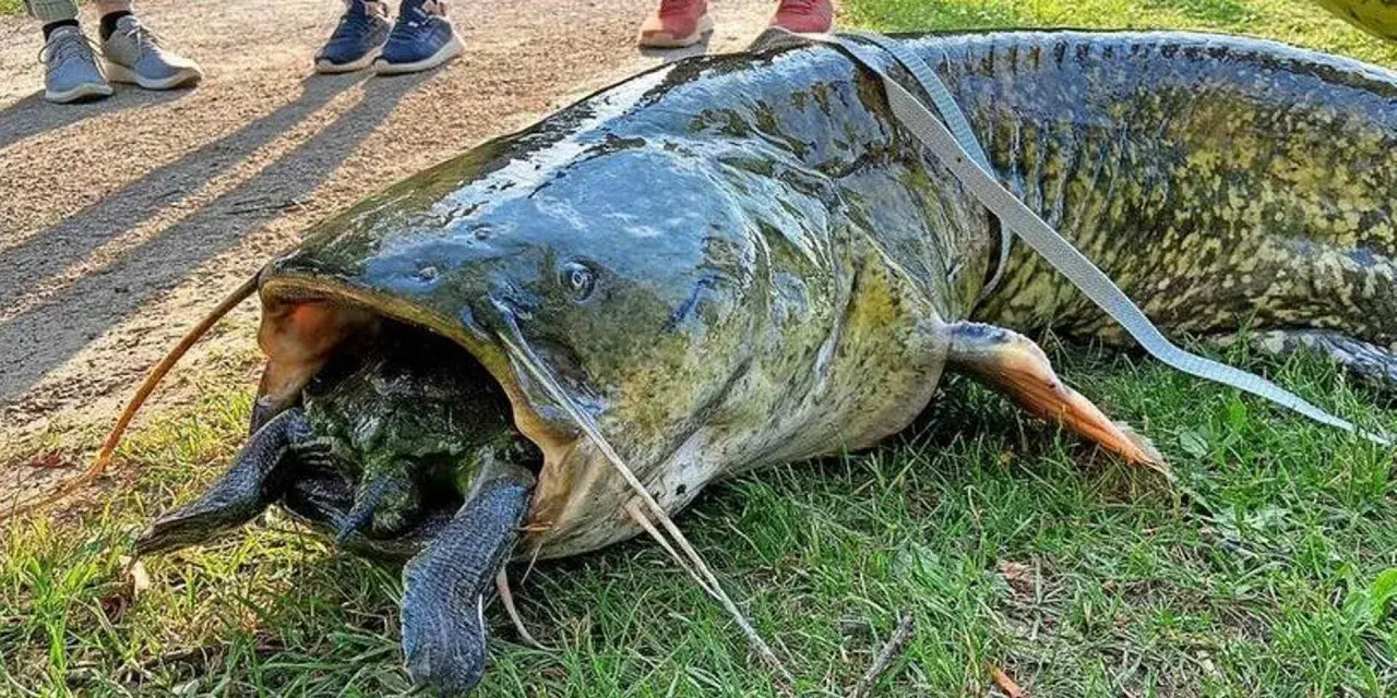 Gigantyczny sum z otwartym pyskiem, w którym widać żółwia. To był prawdziwy atak suma na nieostrożnego gada.
