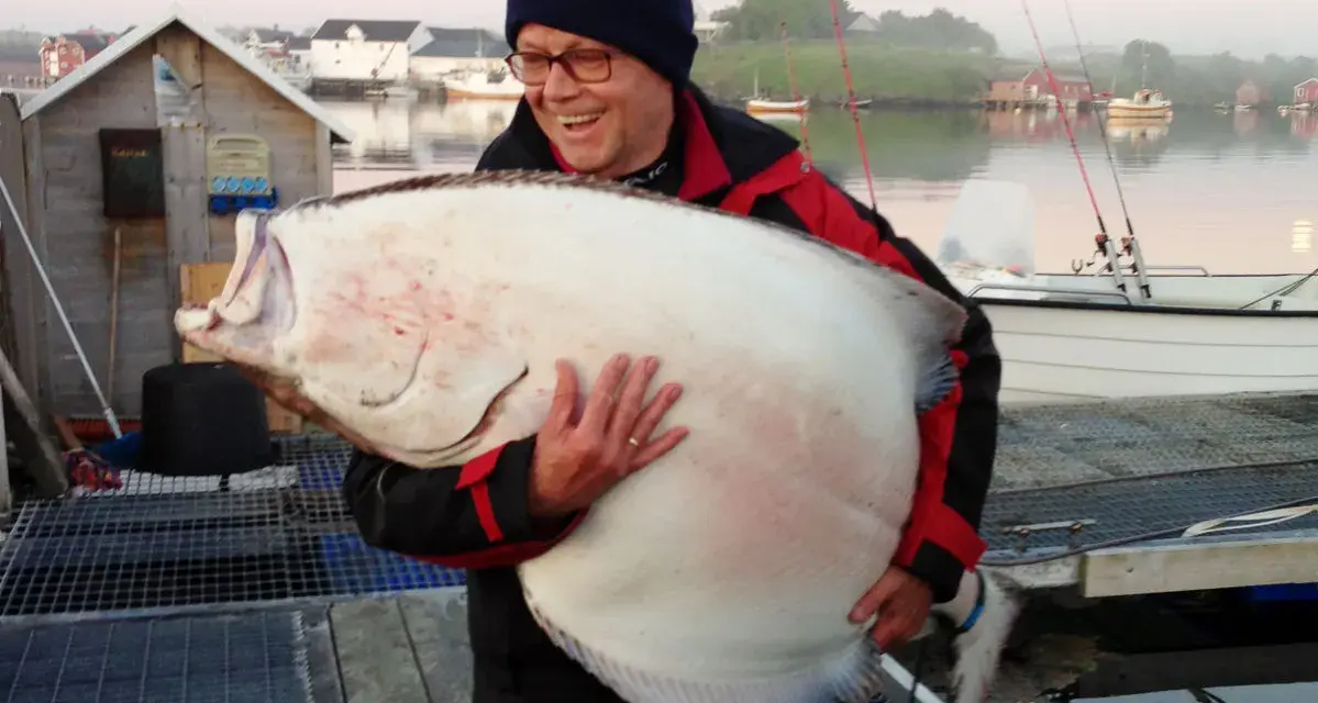 Szczęśliwy wędkarz z ogromnym halibutem. Zapach halibut na jakie ryby? Ten gigant to dowód, że warto łowić!