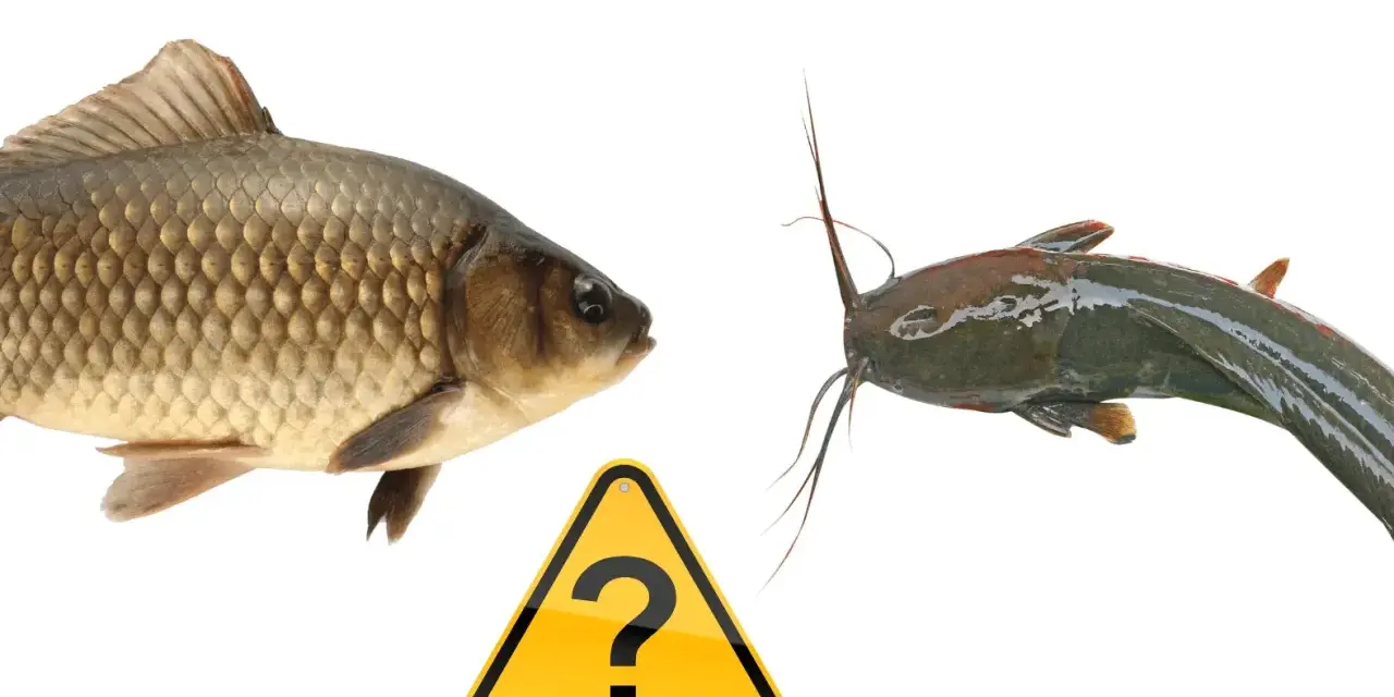 Karp i sum, dwa gatunki ryb, stoją naprzeciw siebie, a między nimi znak zapytania. Czy to leszcz morski?