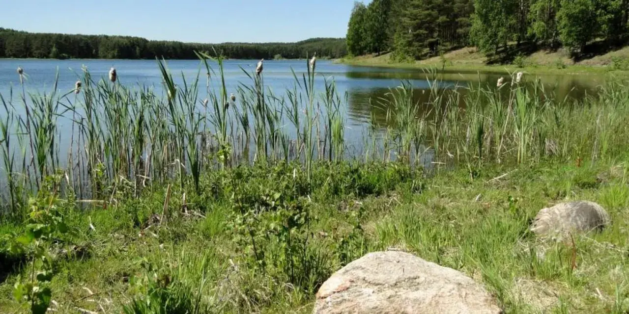 Spokojne jezioro Czarne Niesiołowice otoczone trzcinami i lasem. Kamienie na brzegu.