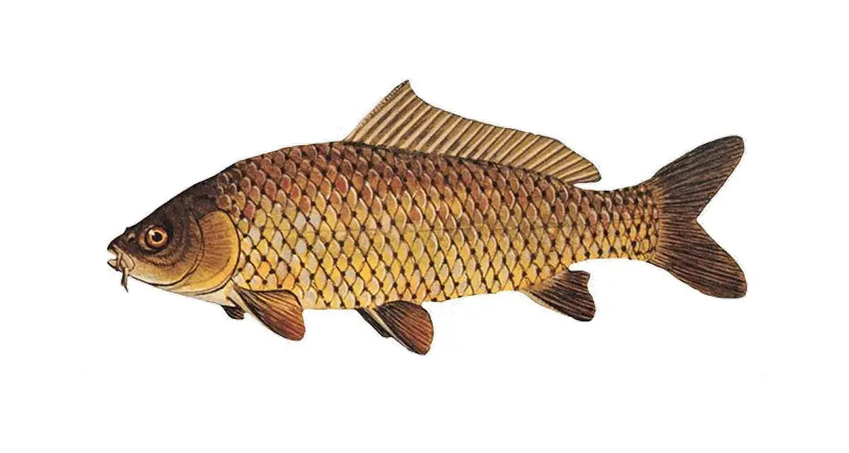 Taaaki karp, złocisty i łuskowaty, z wąsikami przy pyszczku, gotowy do wigilijnego stołu.