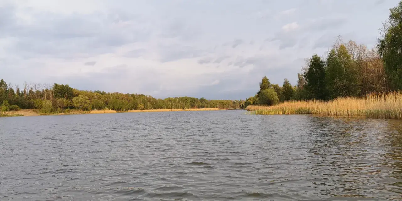 Spokojny staw Borki otoczony zielonym lasem i wysoką trzciną.
