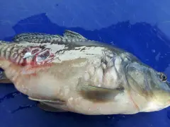 Ryba z widocznymi ranami i zaczerwienieniem na boku, objawy posocznicy u ryb.
