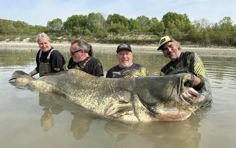 Czterech wędkarzy z gigantycznym sumem, którego waga to sum 300 kg. Ryba jest ogromna, z szeroko otwartą paszczą.
