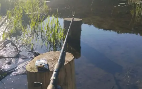 Wędka i podbierak nad jeziorem Kunów. Czekam na branie wśród trzcin i odbijających się w wodzie drzew.