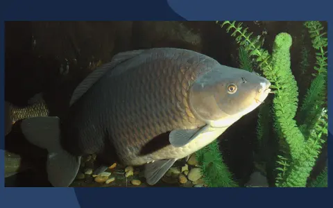 Wielki karp pływa wśród zielonych roślin wodnych. Jego łuski lśnią w ciemnej wodzie.