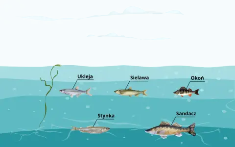 Różne gatunki ryb, jak ukleja, sieława, okoń, stynka i sandacz, pływają w wodach jeziora gackiego.