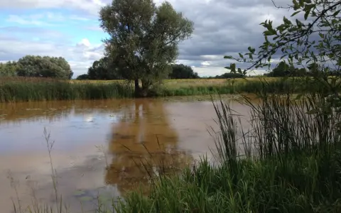 Spokojne jezioro powsinkowskie z odbijającym się w wodzie drzewem i trzcinami na brzegu.