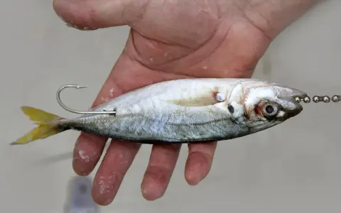 Dłoń trzyma srebrzystą rybkę, która posłuży jako przynęta. Hak jest już w niej umieszczony.