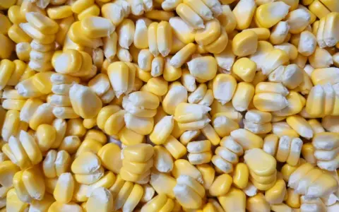 Zbliżenie na ziarna kukurydzy, idealne do przygotowania fermentowanej kukurydzy. Przepis na domową fermentację.