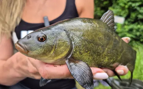 Osoba trzyma w dłoniach pięknego, zielonkawego lina (Tinca tinca) z pomarańczowym okiem.