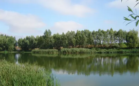 Spokojne łowisko Krzekotowo z zieloną linią drzew i trzcin, odbijających się w tafli wody.