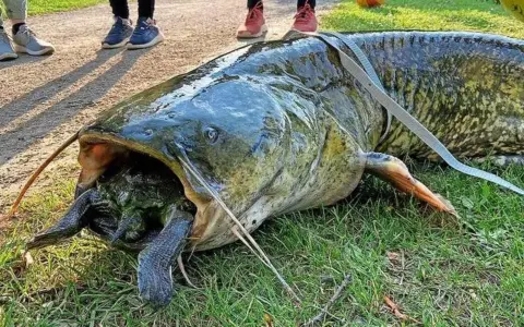 Gigantyczny sum z otwartym pyskiem, w którym widać żółwia. To był prawdziwy atak suma na nieostrożnego gada.