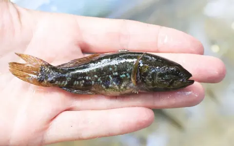 Mała rybka w dłoni. Zastanawiamy się, ile ryba wytrzyma bez wody, gdy jest wyjęta ze swojego naturalnego środowiska.