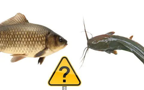 Karp i sum, dwa gatunki ryb, stoją naprzeciw siebie, a między nimi znak zapytania. Czy to leszcz morski?
