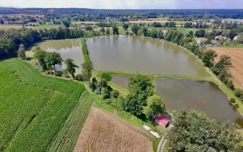 Widok z lotu ptaka na stawy rybne w Czechowicach-Dziedzicach, otoczone polami kukurydzy i lasem.