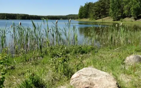 Spokojne jezioro Czarne Niesiołowice otoczone trzcinami i lasem. Kamienie na brzegu.