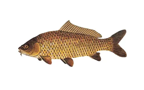Taaaki karp, złocisty i łuskowaty, z wąsikami przy pyszczku, gotowy do wigilijnego stołu.