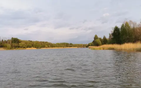 Spokojny staw Borki otoczony zielonym lasem i wysoką trzciną.
