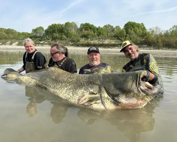 Czterech wędkarzy z gigantycznym sumem, którego waga to sum 300 kg. Ryba jest ogromna, z szeroko otwartą paszczą.