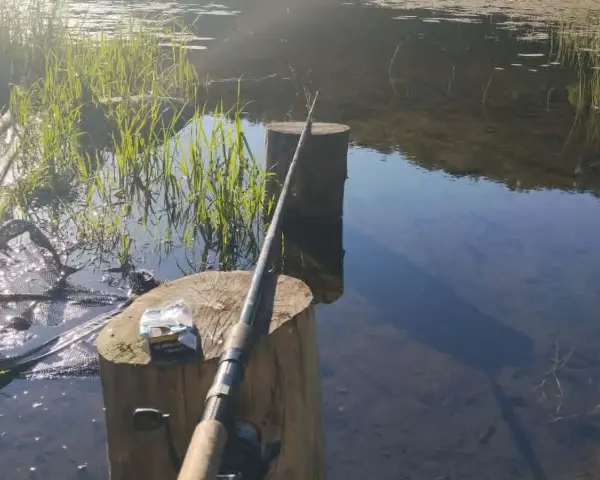Wędka i podbierak nad jeziorem Kunów. Czekam na branie wśród trzcin i odbijających się w wodzie drzew.