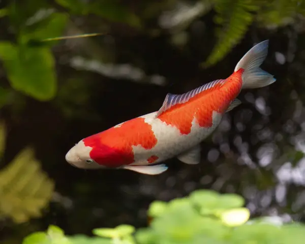 Pomarańczowo-biały karp koi, być może najstarszy karp koi, pływa w stawie wśród zieleni.