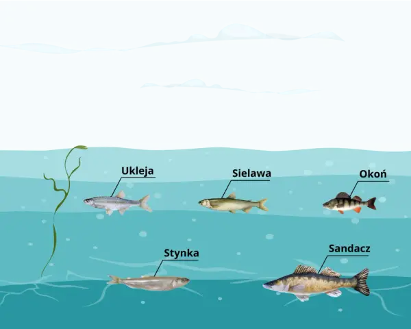 Różne gatunki ryb, jak ukleja, sieława, okoń, stynka i sandacz, pływają w wodach jeziora gackiego.